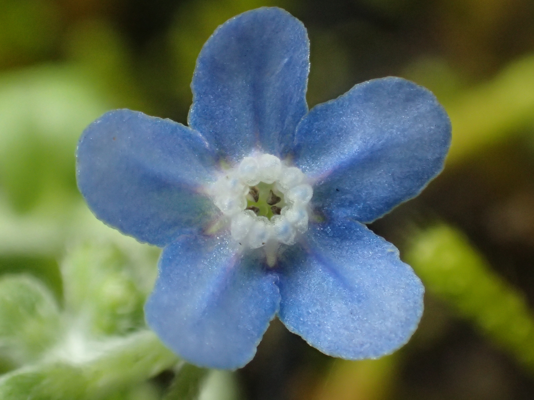 Cynoglossum zeylanicum