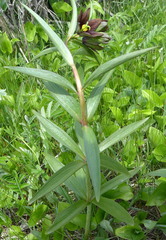 Fritillaria camschatcensis