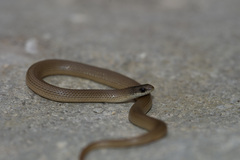 Taylor's Ground Snake photo 4