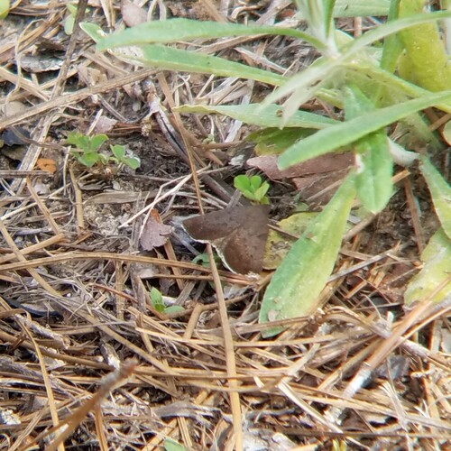 Erasa Chocolate Moth photo 2