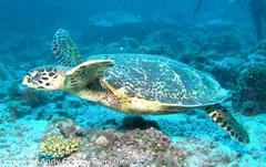 Hawksbill Sea Turtle
