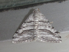 Digrammia pallorata