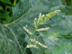 Echinochloa crus-galli