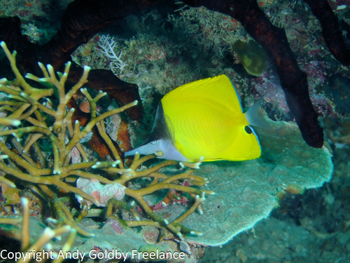 Longnose butterflyfish