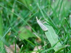 Agriphila straminella