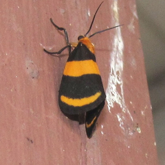 Eudesmia arida