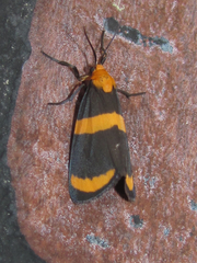 Eudesmia arida