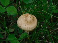 Marasmius oreades