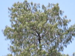 Pinus lumholtzii