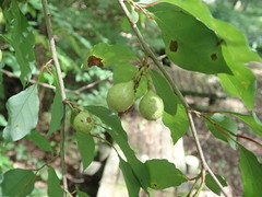 Lindera umbellata