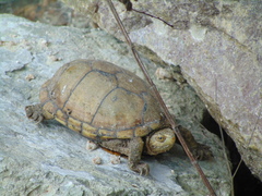 Alamos Mud Turtle photo 2