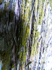 Candelariella xanthostigma