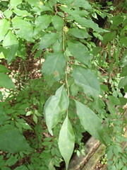Lindera umbellata