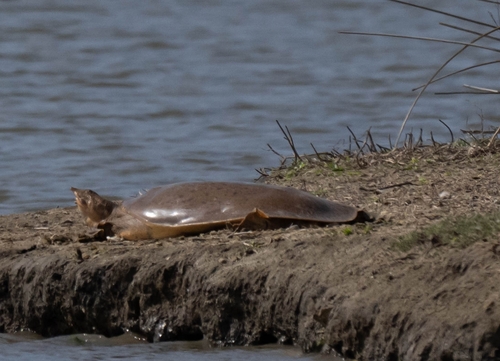 iNaturalist observation photo of American Softshells