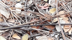 Stenocercus iridescens