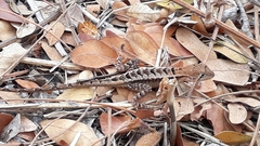 Stenocercus iridescens