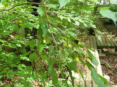 Lindera umbellata