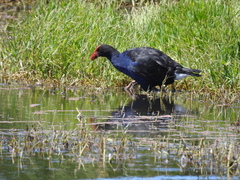 Porphyrio melanotus