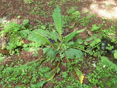 Lysichiton camtschatcensis