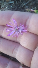 Lampranthus filicaulis