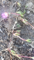 Lampranthus filicaulis