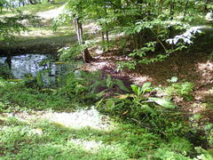 Lysichiton camtschatcensis