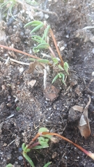 Lampranthus filicaulis