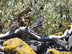 Hirundo neoxena