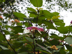 Hydrangea aspera