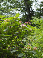 Hydrangea aspera
