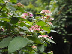Hydrangea aspera