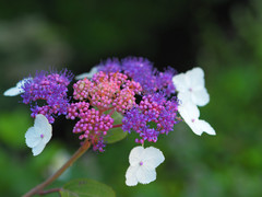 Hydrangea aspera