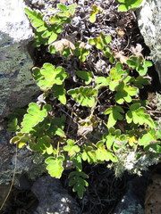 Pleopeltis thyssanolepis