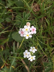 Androsace chamaejasme