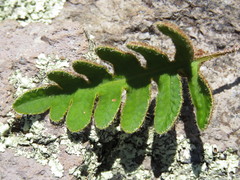Pleopeltis thyssanolepis