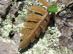 Pleopeltis thyssanolepis