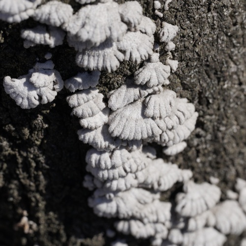 Schizophyllum commune