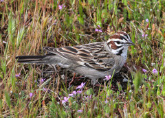 Lark Sparrow photo 3