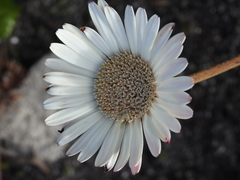 Gerbera tomentosa
