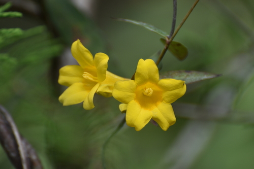 Gelsemium rankinii, photograph 6