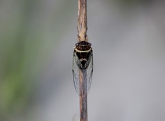 Diceroprocta viridifascia