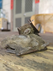 Pipistrellus abramus