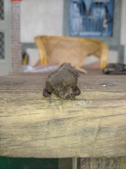 Pipistrellus abramus