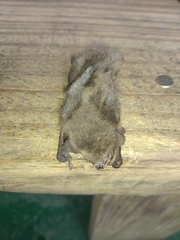 Pipistrellus abramus
