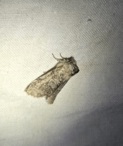Achlya flavicornis