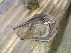 Pipistrellus abramus
