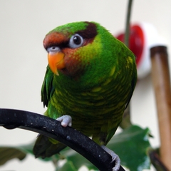 Mindanao Lorikeet photo 2