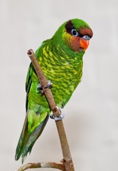 Mindanao Lorikeet photo 1