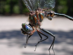 Somatochlora williamsoni