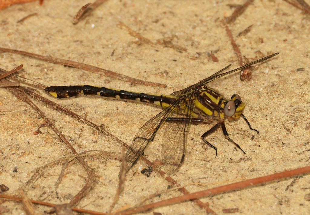 Cocoa Clubtail